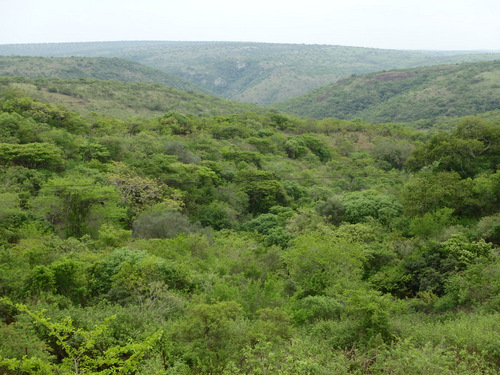 Side view to the south of canyon vegetation.